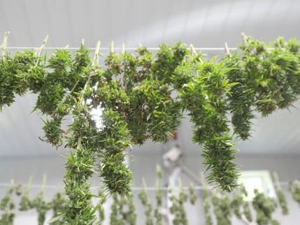 Quality Over Quantity: Craft Cannabis Explained
